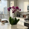 A high quality Five purple orchid arrangement with a vase 10" D
