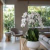 A high quality Five white orchid arrangement with a vase 7" D