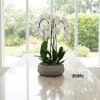 A high quality Triple white orchid arrangement with a vase 12.5" D