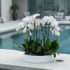 A high quality Twelve white orchids arrangement with a vase 19.5" D