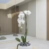 A high quality Single white orchids arrangement with a vase 5.5" D