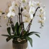 cascade white orchid with fresh green moss in beautiful vase  