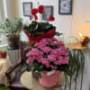 6.5" Calandiva or Cyclamen plant grown locally in Minnesota and wrapped in