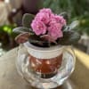 Beautiful 4" African violet plant planted in a lovely glass/terra cotta self-watering