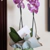 The epitome of elegance, our Phalaenopsis orchid features two tall, graceful stems