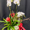 Very large centerpiece of tropical plants and orchids. Long lasting gift for