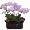 This week only, Pink Orchid plants!!!
Specific holder may vary.