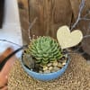 Upscale modern ceramic bowl with large 6" succulent, branches, a little sparkle