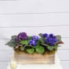 Classic and classy!  Three African violet plants are presented in a