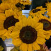 An assortment 6 sunflowers and other fillers