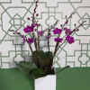 Beautiful mini phalaenopsis orchids in a beautiful ceramic pot.
*Color of orchid &amp;