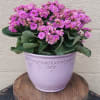 Beautiful pink/purple kalanchoe flowers ready to add tranquility to your living space.
