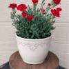 Beautiful red carnation flowers ready for your loved ones.