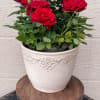 Lovely red roses ready for your loved ones.
