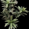 One of a kind silk dracaena plant in an upscale container. Approximately