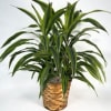 This 10" Dracaena Lemon Lime Houseplant is sure to stand out with