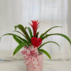 Ignite passion and add tropical flair with our Romantic Red Guzmania Bromeliad