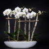 White phalaenopsis orchids with white birch sticks