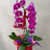 Cascading orchids arrangement designed with grace and simplicity. Featuring long-lasting blooms in