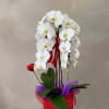 Cascading orchids arrangement designed with grace and simplicity. Featuring long-lasting blooms in