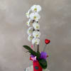 Cascading orchids arrangement designed with grace and simplicity. Featuring long-lasting blooms in