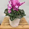 A Full and beautiful cyclamen plant Delivered in a basket.
***color of blooms