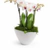 Quad Stem Orchid Plant in a white container.