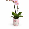 12 inch Orchid Plant in a nice Valentines Container