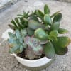 Echeveria Perle (&ldquo; Rosette&rdquo;), Pachyveria (&ldquo;Bea&rdquo;), Jade Plant, and Hoya Rotundiflora or
