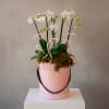 Love Note Orchid is a graceful Valentine&rsquo;s orchid arrangement featuring three mini