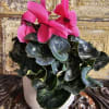 The Amrita Sher-Gil is a graceful pink cyclamen plant with vibrant blooms
