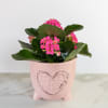 A small 4&rdquo; kalanchoe in a variety of valentine colors! A cute