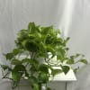 Pothos plant is easy to care and can add some green in