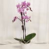 Discover timeless elegance with our Lavender Phalaenopsis Orchid &ndash; the perfect blend