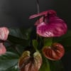 With its heart-shaped bloom and rich purple tone, the anthurium symbolizes passion