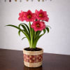 Celebrate love with a radiant pink amaryllis designed to last. This elegant