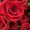 1 Dozen Roses wrapped with lush greens &amp; filler. Please specify color