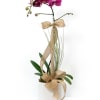 A classic orchid with a delicate ribbon trail&mdash;adding just the right touch