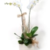 A classic orchid with a delicate ribbon trail&mdash;adding just the right touch