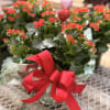 Red Calandiva Plant, foil wrapped with a bow 