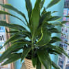 This beautiful plant is a nice accent to any home. Easy care
