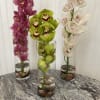 A Beautiful long lasting Tropical Cymbidium orchid in a tall cylinder with