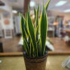 8 inch snake plant in wicker basket 