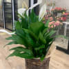 peace Lily with basket