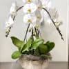 4 beautiful Phalaenopsis orchids 