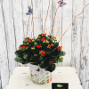 A beautiful kalanchoe plant is presented in a wildflower container with butterflies.