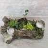 Select this wide and whimsical succulent planter of turtles on a log!

Approximately