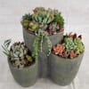 Select this trio cement planter filled with a mix of mini succulents.