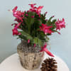 This festive Christmas plant makes the perfect gift for the holiday season!