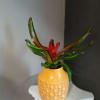A striking neoregelia bromeliad in a decorative orange ceramic pot. Pet friendly.